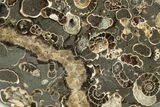 Polished Ammonite (Promicroceras) Fossils -Marston Magna Marble #211339-1
